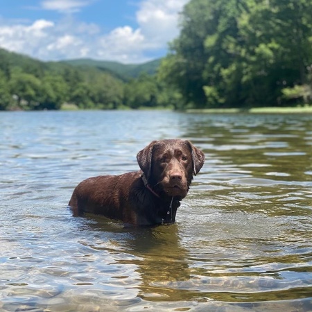 Chewie