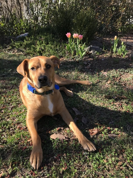 Archie