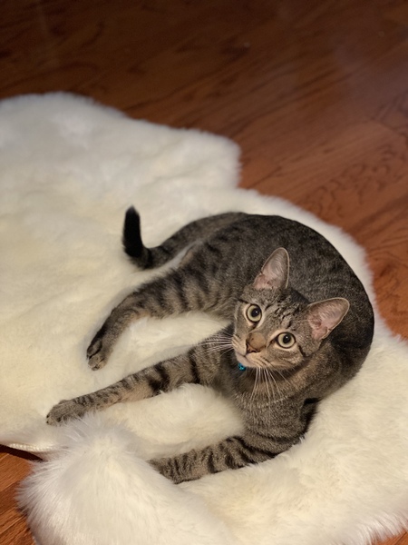 Milo