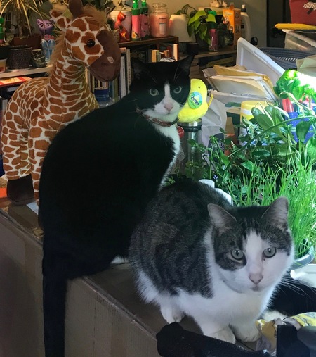 Oreo & Miki