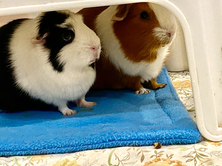 Mistletoe and Bubba