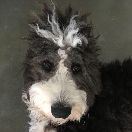 George Washington Swampoodle