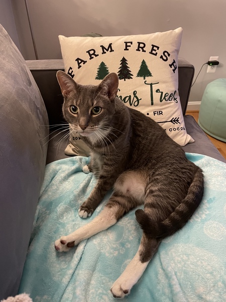 Merlin