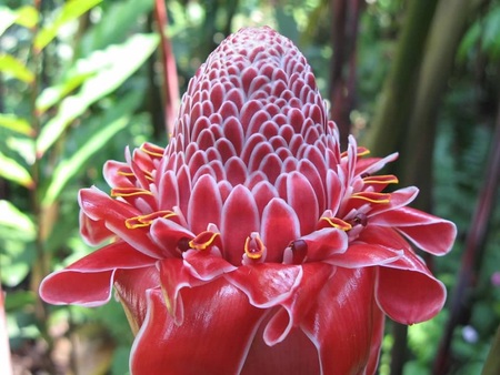 Torch Ginger