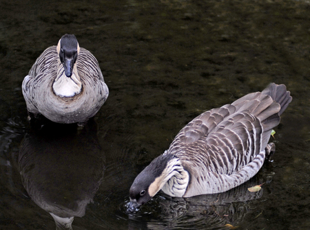 Three Ring Ranch Nene 