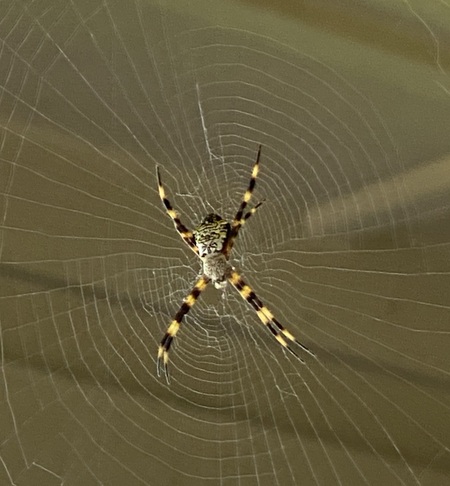 Melvina the Zipper Spider
