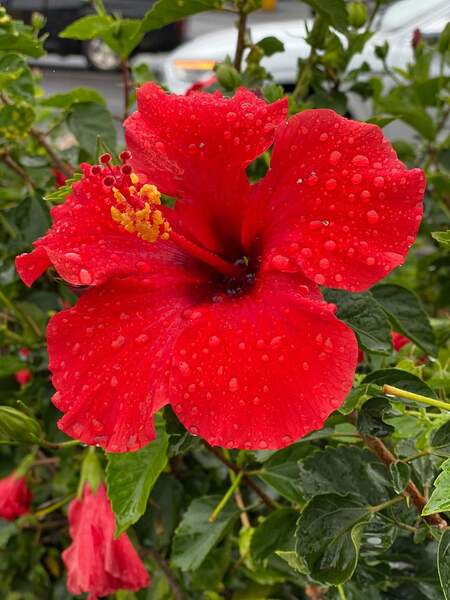 Rain Kissed Hibiscus