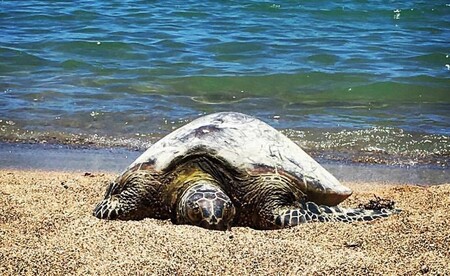 Hawaiian Sea Turtle