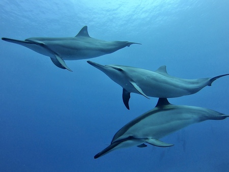 Hawaiian Spinner Dolphins saying “Aloha!”