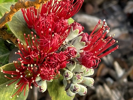 Lehua blossoms at Volcanos National Park