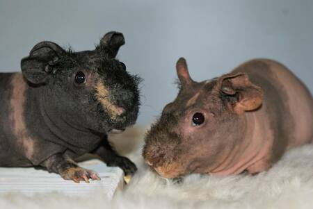 Frank and Beans
