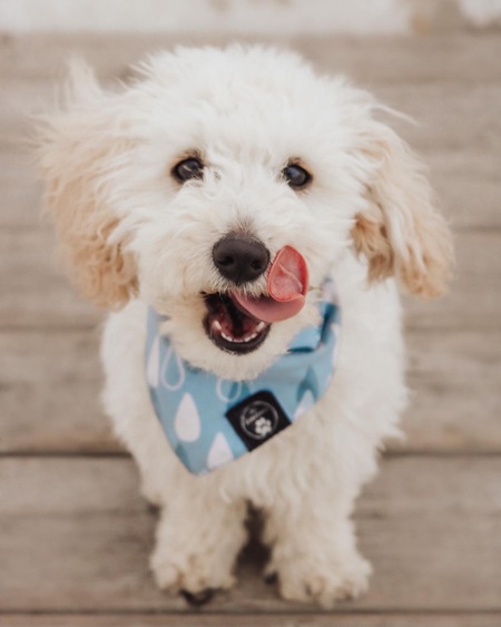 Archie
