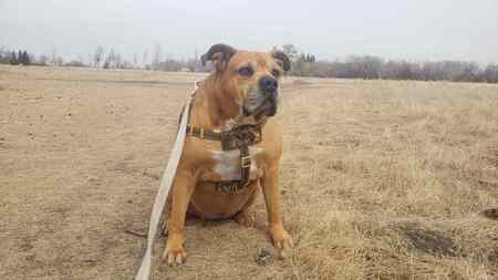 Cadie