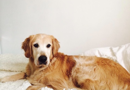 Buddy