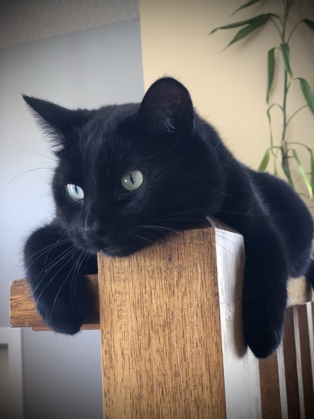 Murphy 