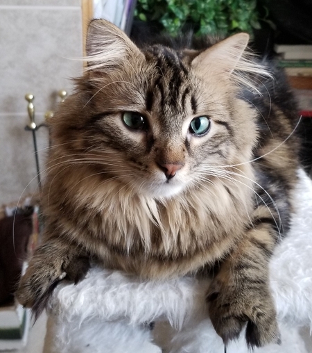 Sputnik