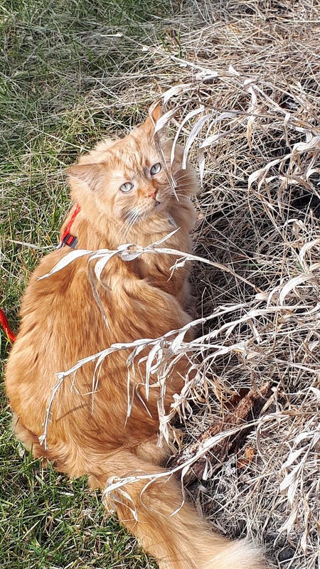 Ginger
