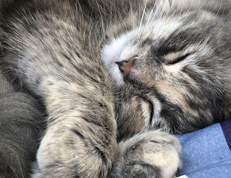 Peaches