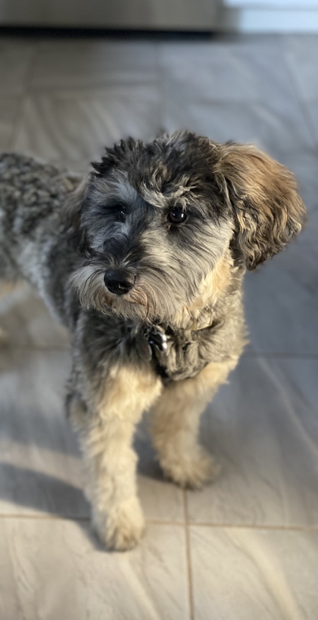 Bella 