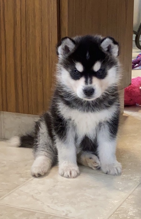 Miska
