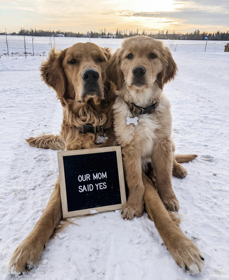 Hudson & Bodi