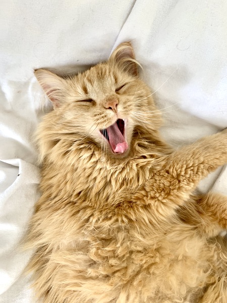 Apricot (nicknames Apricat/Aprikitty)