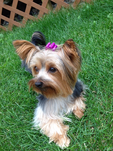 Roxy