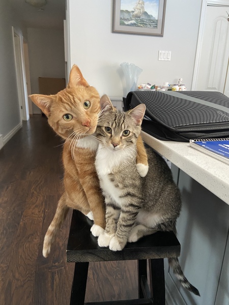 Orange Kitty and Bernie 