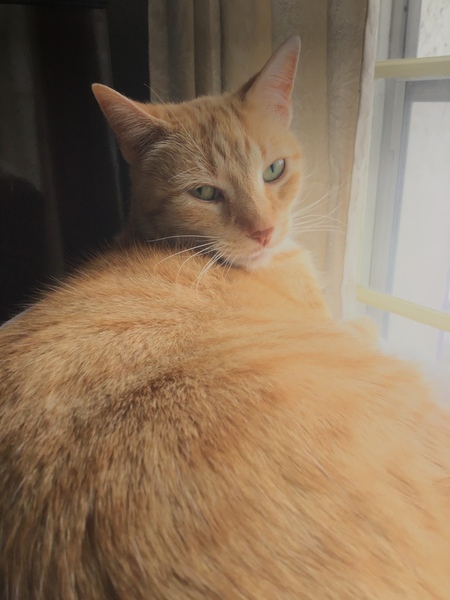 Butterscotch