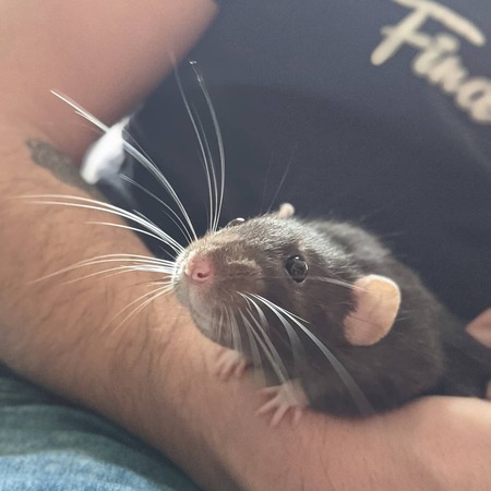 Nova