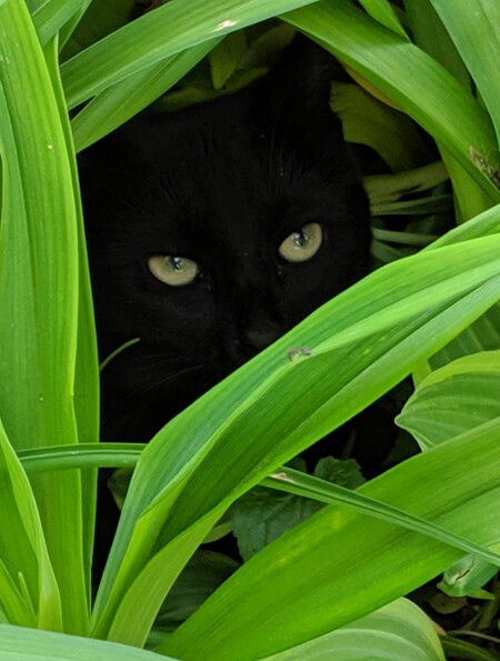 Shadow