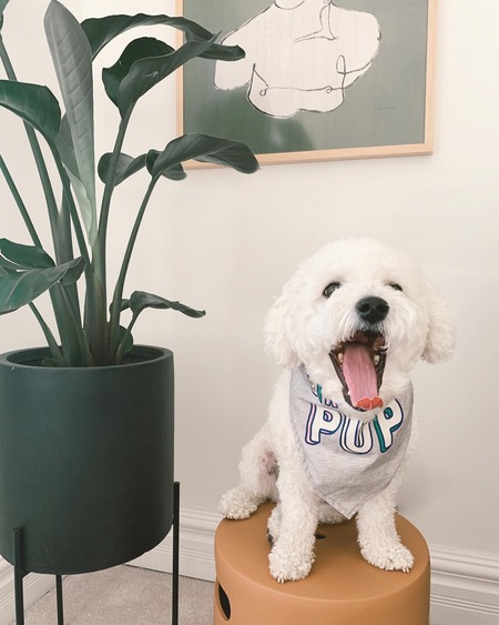 Benji