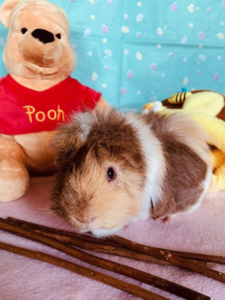 Peanut