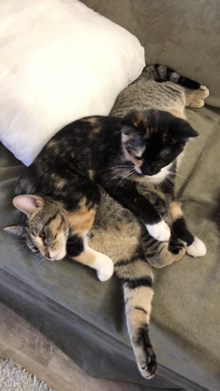 Layla & Iris