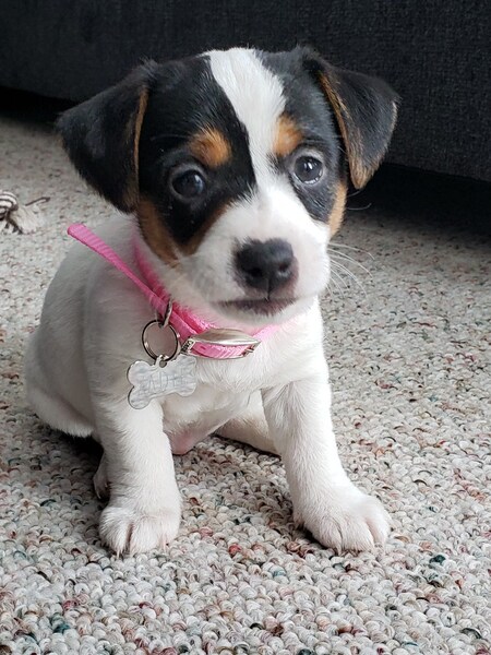 Zadie