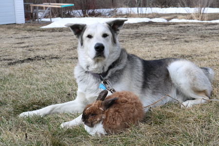 Titus (dog) and Coco (bunny)