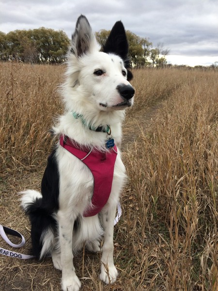 Rufus