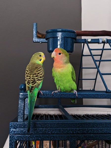 Weasley & Gobi