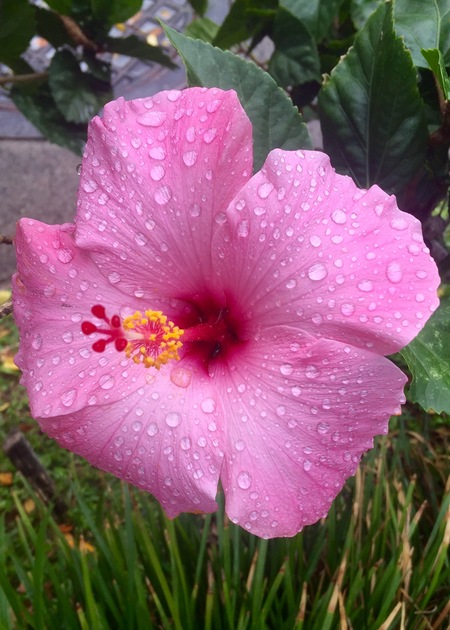 Aloha Morning Dew