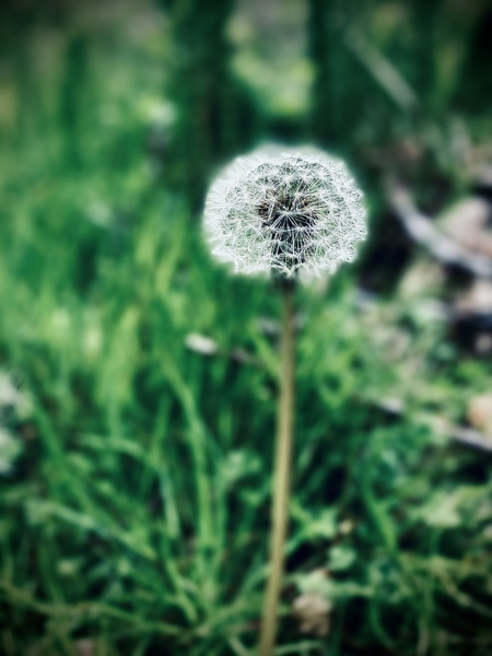 A Weed or a Wish?