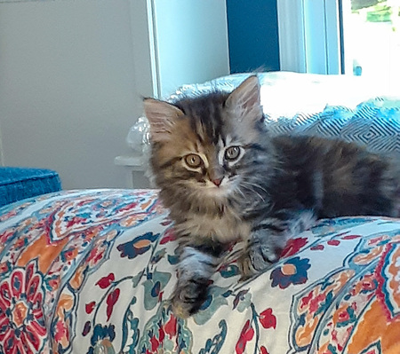 Kitten