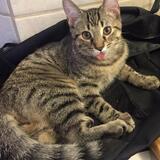 Entry image for Mosby