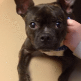 Entry image for Gizmo