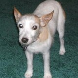 Entry image for Patches