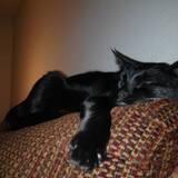 Entry image for Evey Hollow