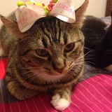 Entry image for Lily