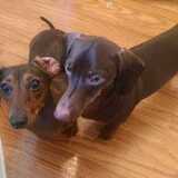 Entry image for Ava and Ellie