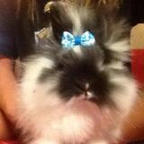 Entry image for Frodo