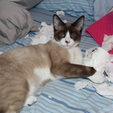 Entry image for Rigby