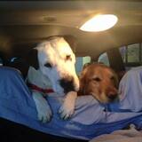 Entry image for Bonnie & Roscoe